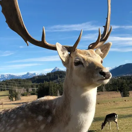 Vitallgaeu-neues Mit Koenigscard 아파트 *